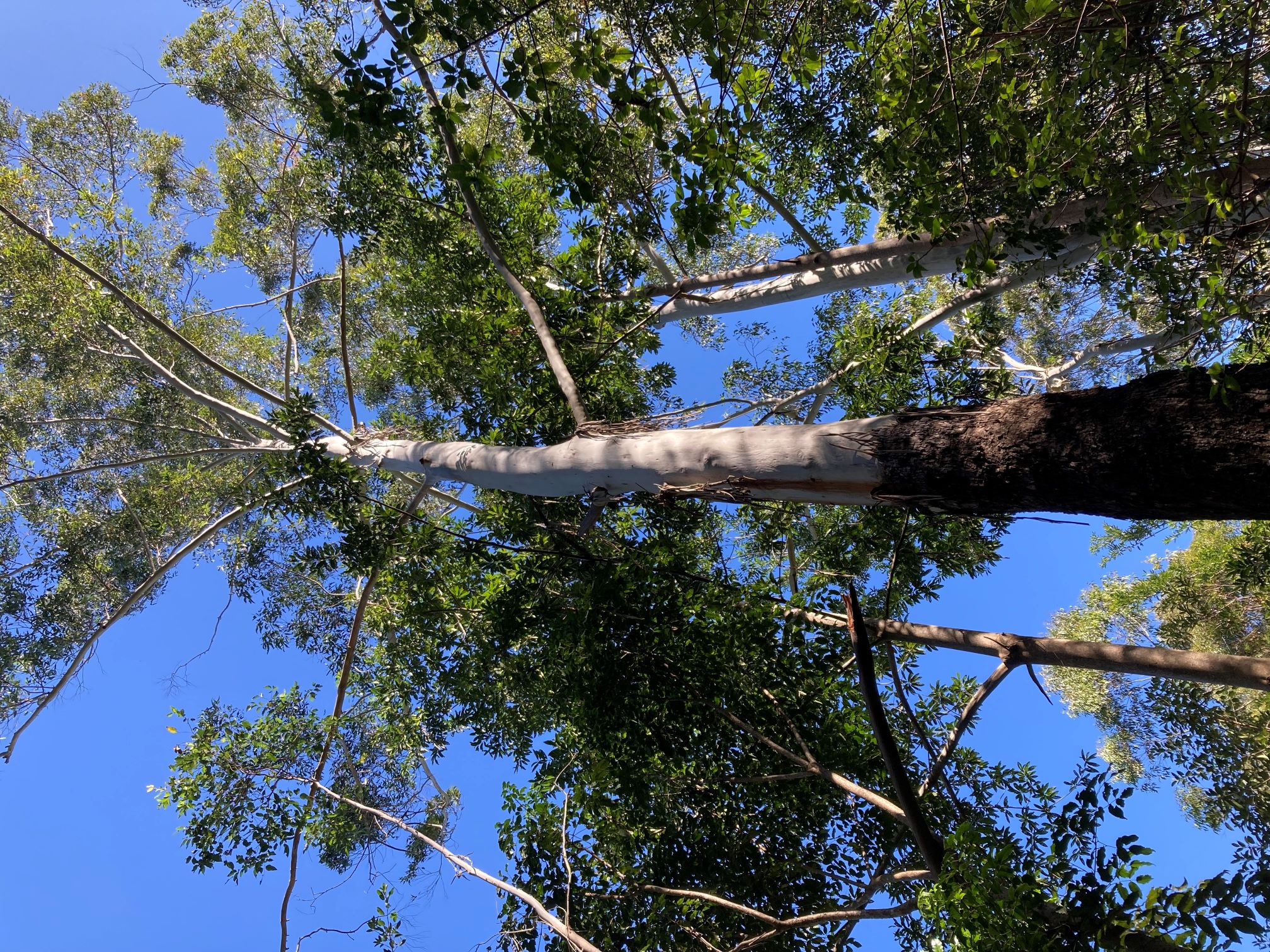 Flooded Gum