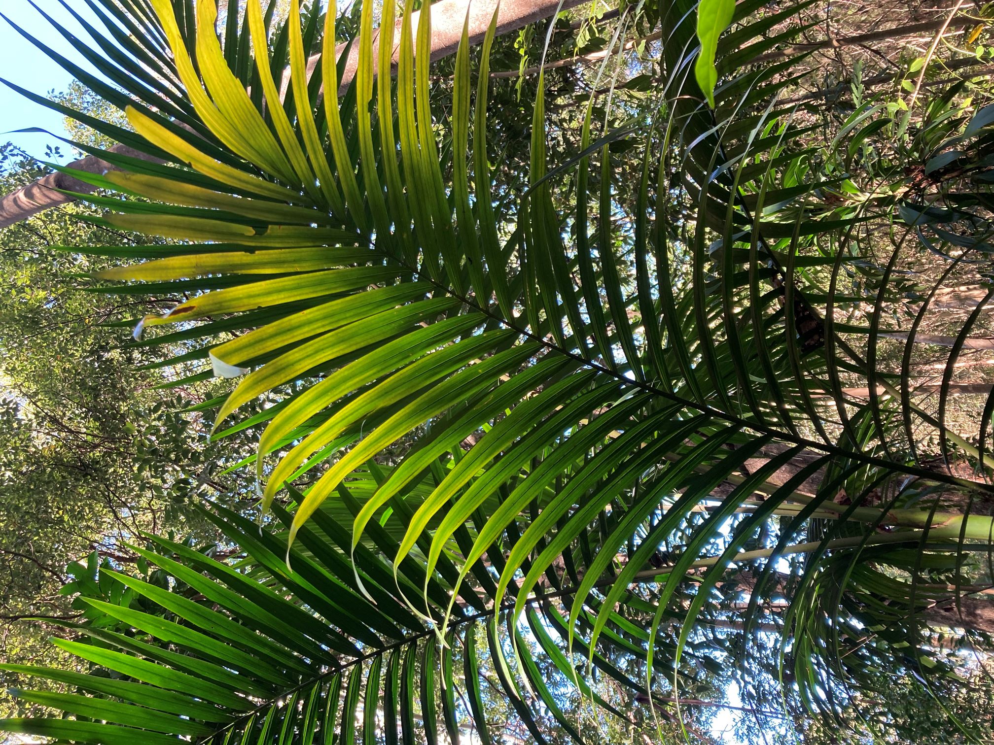 Piccabeen Palm